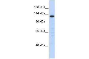 Image no. 1 for anti-Splicing Factor 3b, Subunit 3, 130kDa (SF3B3) (Middle Region) antibody (ABIN2779034)