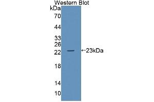 Image no. 1 for anti-ATP-Binding Cassette, Sub-Family A (ABC1), Member 9 (ABCA9) (AA 1422-1589) antibody (ABIN5013178)