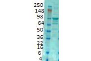 Image no. 3 for anti-Glutamate Receptor, Ionotropic, AMPA 2 (GRIA2) (C-Term) antibody (ABIN6658073)