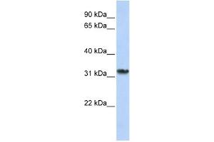 Image no. 1 for anti-Survival Motor Neuron Domain Containing 1 (SMNDC1) (C-Term) antibody (ABIN633607)