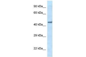 Image no. 1 for anti-Eukaryotic Translation Initiation Factor 3 Subunit F (EIF3F) (C-Term) antibody (ABIN926826)