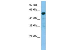 Image no. 2 for anti-Tachykinin Receptor 3 (TACR3) (C-Term) antibody (ABIN2789921)