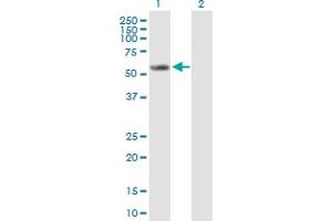 Image no. 2 for anti-Cytochrome P450, Family 2, Subfamily E, Polypeptide 1 (CYP2E1) (AA 1-493) antibody (ABIN514836)