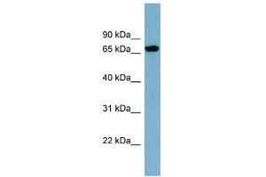 Image no. 1 for anti-Sorting Nexin 18 (SNX18) (N-Term) antibody (ABIN2784931)