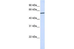 Image no. 2 for anti-Karyopherin (Importin) alpha 4 (KPNA4) (N-Term) antibody (ABIN2774081)