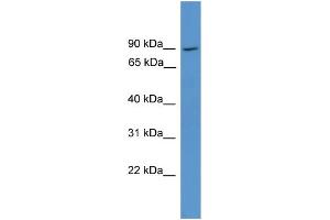 Image no. 1 for anti-NCK Interacting Protein with SH3 Domain (NCKIPSD) (Middle Region) antibody (ABIN2788096)