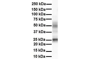 Image no. 4 for anti-Transmembrane Emp24 Protein Transport Domain Containing 1 (TMED1) (N-Term) antibody (ABIN2782743)