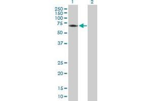 Image no. 1 for anti-Cyclin-Dependent Kinase 19 (CDK19) (AA 1-502) antibody (ABIN524966)