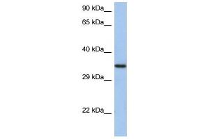 Image no. 1 for anti-HORMA Domain Containing 2 (HORMAD2) (N-Term) antibody (ABIN632218)