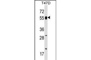 POLA2 Antibody (Center) (ABIN1538087 and ABIN2848932) western blot analysis in T47D cell line lysates (35 μg/lane).