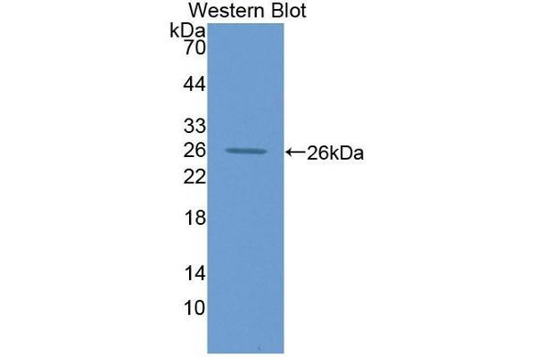 CNTN2 antibody  (AA 802-1008)