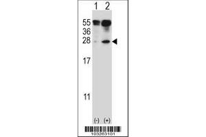 Image no. 2 for anti-Interleukin 27 (IL27) (AA 57-87) antibody (ABIN388443)