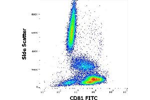 Image no. 1 for anti-CD81 (CD81) antibody (FITC) (ABIN343722)