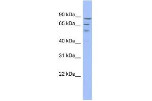 Image no. 1 for anti-TRM1 tRNA Methyltransferase 1-Like (TRMT1L) (Middle Region) antibody (ABIN2778369)