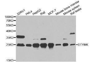 Image no. 1 for anti-Deoxythymidylate Kinase (Thymidylate Kinase) (DTYMK) antibody (ABIN6139855)