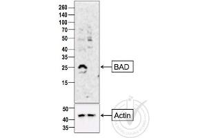 Image no. 3 for anti-BCL2-Associated Agonist of Cell Death (BAD) (AA 101-204) antibody (ABIN674709)