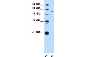 Image no. 1 for anti-Growth Arrest-Specific 7 (GAS7) (C-Term) antibody (ABIN2783126)