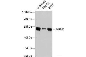 RNMTL1 抗体