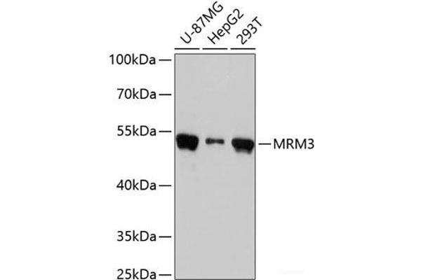 RNMTL1 抗体