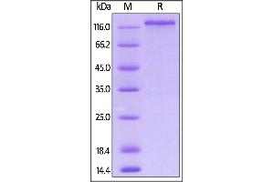 Mouse NRP1, Mouse IgG2a Fc Tag, low endotoxin on  under reducing (R) condition.