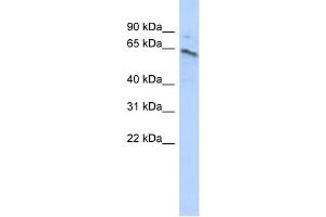 Image no. 1 for anti-Zinc Finger Protein 468 (ZNF468) (Middle Region) antibody (ABIN2784371)