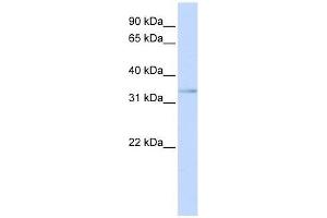 Image no. 1 for anti-Ets Variant 3-Like (ETV3L) (C-Term) antibody (ABIN928149)