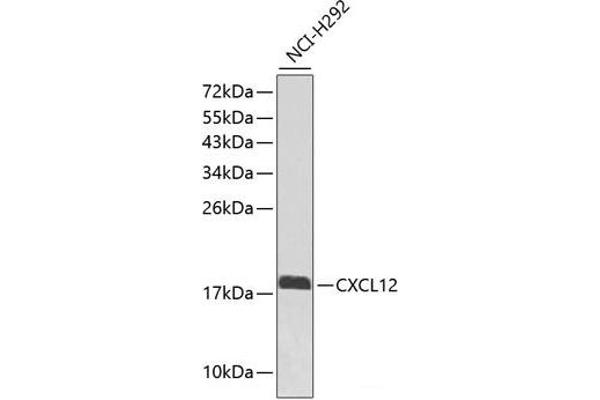 CXCL12 抗体
