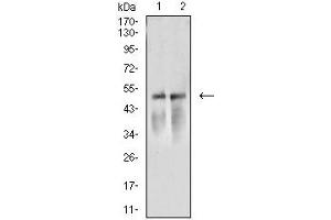 Image no. 3 for anti-ARP3 Actin-Related Protein 3 (ACTR3) (AA 287-418) antibody (ABIN5611286)