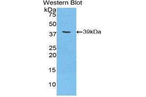 Image no. 1 for anti-Hepcidin Antimicrobial Peptide (HAMP) (AA 23-84) antibody (ABIN1859136)