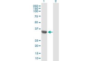 C9orf100 antibody  (AA 1-335)