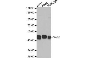 Image no. 1 for anti-Vasodilator-Stimulated phosphoprotein (VASP) antibody (ABIN1683240)