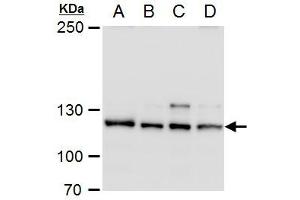 Image no. 1 for anti-O-Linked N-Acetylglucosamine (GlcNAc) Transferase (UDP-N-Acetylglucosamine:polypeptide-N-Acetylglucosaminyl Transferase) (OGT) (Center) antibody (ABIN2856718)