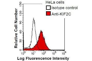anti-Kinesin Family Member 2C (KIF2C) antibody