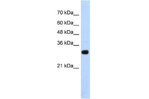 Image no. 2 for anti-SRY (Sex Determining Region Y)-Box 15 (SOX15) (Middle Region) antibody (ABIN2780817)