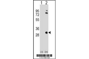 Western Blotting (WB) image for anti-Apolipoprotein A-I (APOA1) (N-Term) antibody (ABIN2159187)