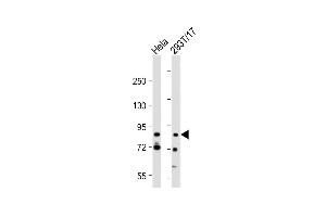 All lanes : Anti-G2E3 Antibody (Center) at 1:2000 dilution Lane 1: Hela whole cell lysate Lane 2: 293T/17 whole cell lysate Lysates/proteins at 20 μg per lane.