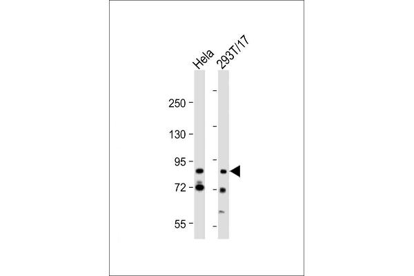 G2E3 antibody  (AA 226-252)