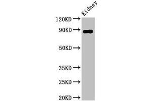 Image no. 2 for anti-Dipeptidyl-Peptidase 4 (DPP4) (AA 473-588) antibody (ABIN6953148)