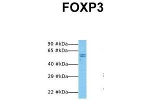 FOXP3 anticorps  (N-Term)