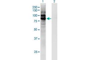 CPXM1 antibody  (AA 610-718)