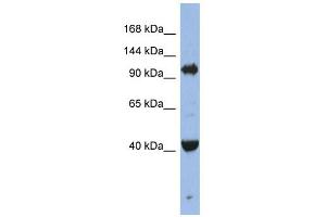 Image no. 1 for anti-Eukaryotic Translation Initiation Factor 2C, 4 (EIF2C4) (Middle Region) antibody (ABIN631614)