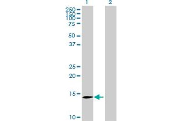 CLDND2 antibody  (AA 1-167)