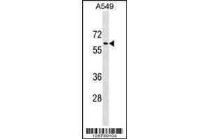 Image no. 1 for anti-Translocation Associated Membrane Protein 1-Like 1 (TRAM1L1) (AA 325-353), (C-Term) antibody (ABIN1537134)