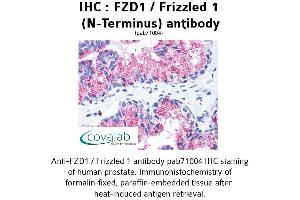 Image no. 1 for anti-Frizzled Family Receptor 1 (Fzd1) (Extracellular Domain), (N-Term) antibody (ABIN1734496)