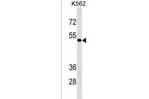 ZN Antibody (Center) (ABIN1537894 and ABIN2843344) western blot analysis in K562 cell line lysates (35 μg/lane).