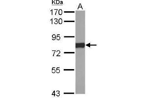 Image no. 3 for anti-P450 (Cytochrome) Oxidoreductase (POR) (C-Term) antibody (ABIN2854937)