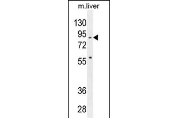SPIRE2 抗体  (AA 285-313)