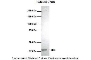 Image no. 1 for anti-Hydrogen Voltage-Gated Channel 1 (HVCN1) (C-Term) antibody (ABIN2776268)