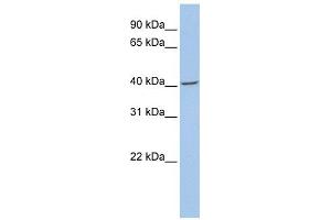 Image no. 1 for anti-Fibromodulin (FMOD) (N-Term) antibody (ABIN633883)