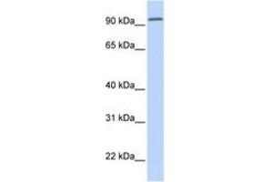 Image no. 1 for anti-Dipeptidyl-Peptidase 6 (DPP6) (AA 252-301) antibody (ABIN6743337)